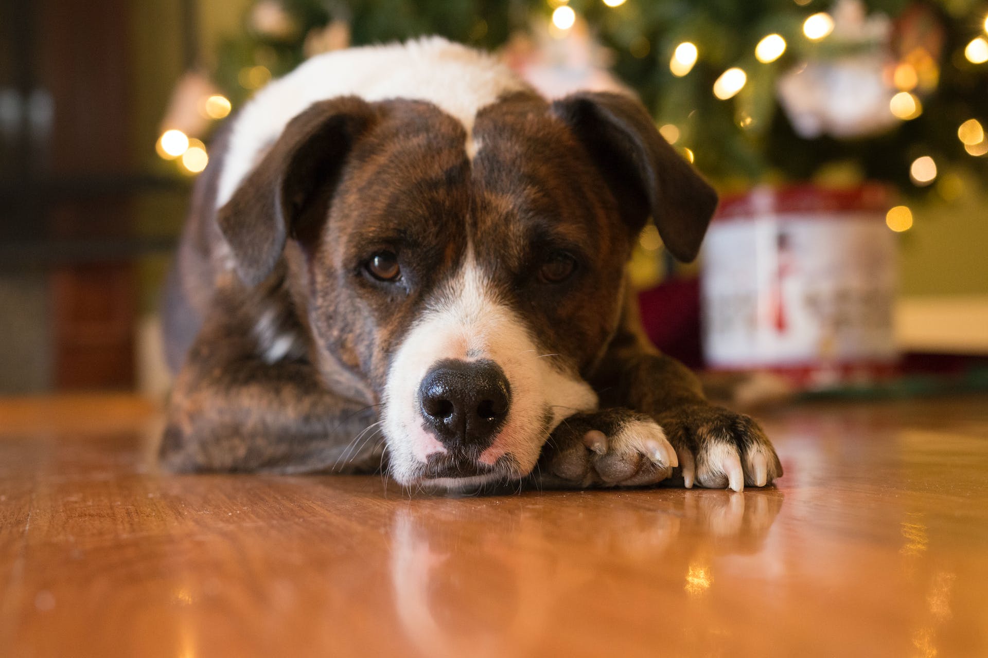 A dog sitting on the floor by Christmas lights