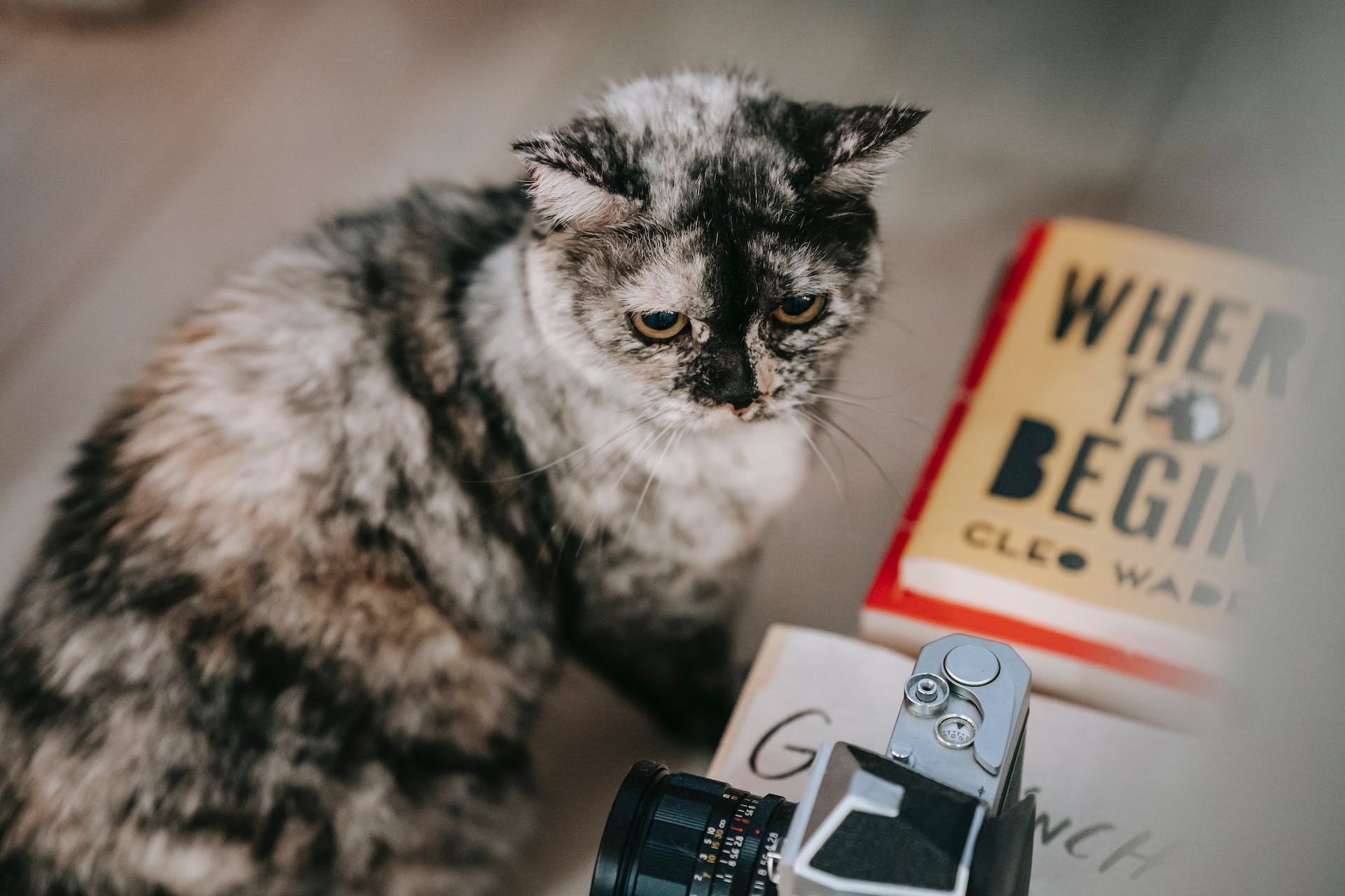 A cat sitting on the floor of an apartment next to a pile of books