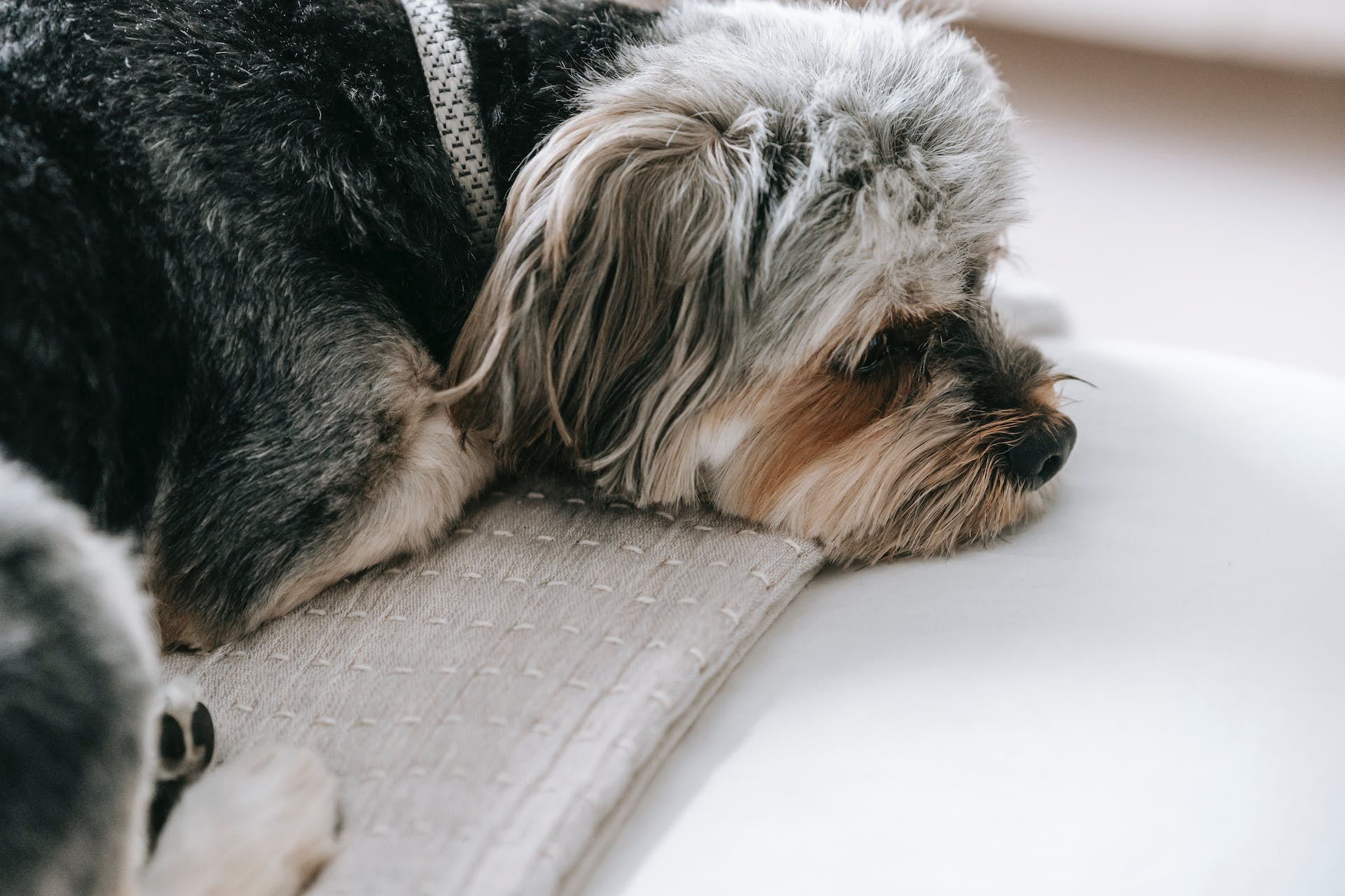 En syk hund som ligger på et teppe i sengen