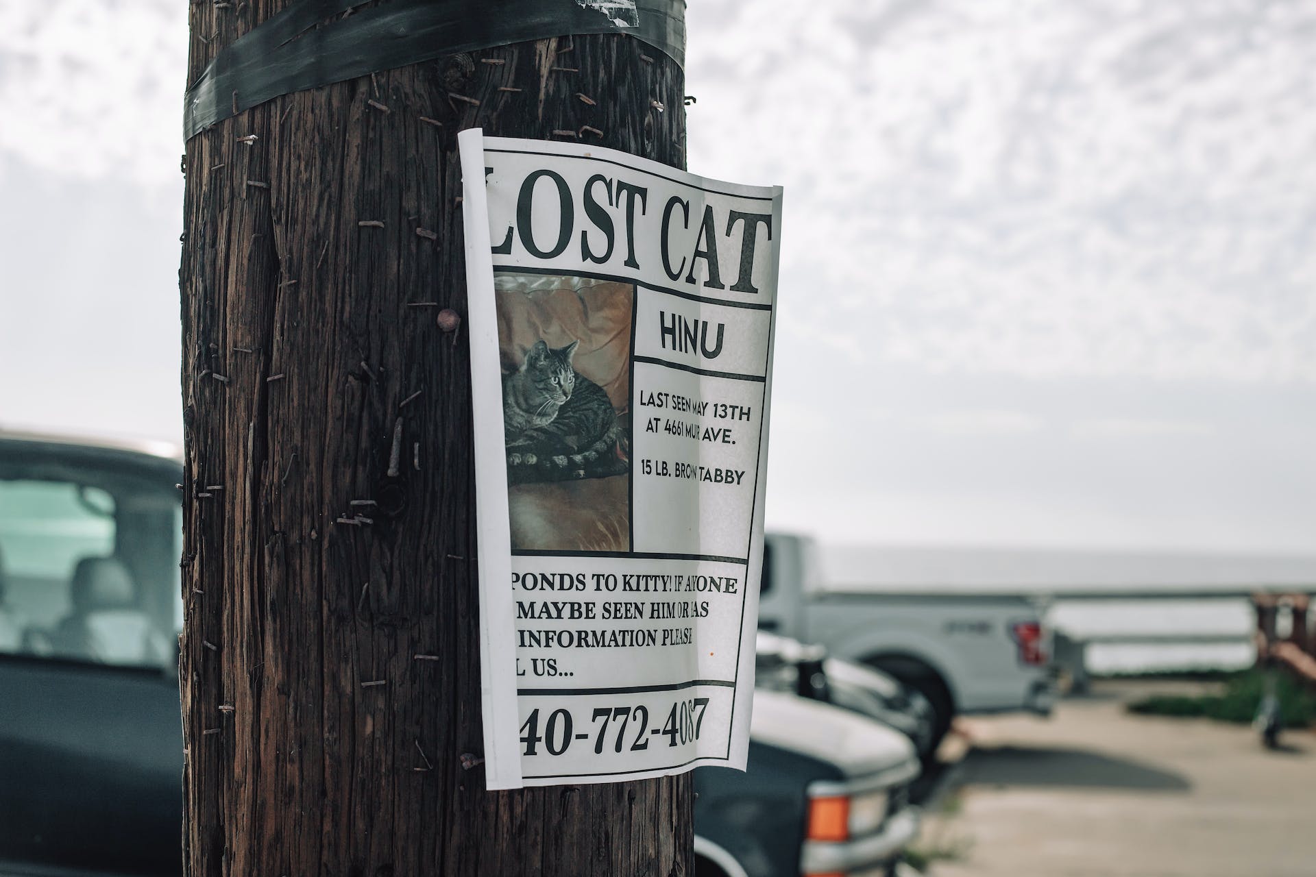 A lost cat poster stuck to an advertisement pole