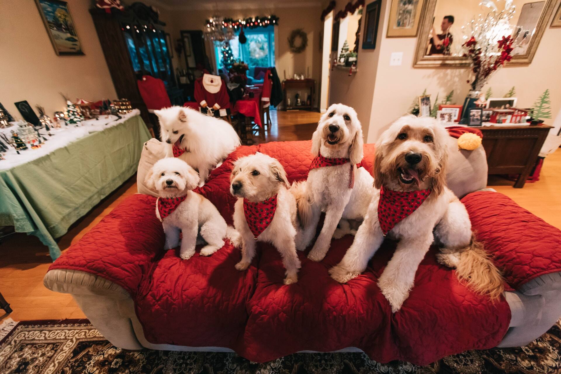 A pack of dogs sitting on a couch, wearing Christmas bandannas 