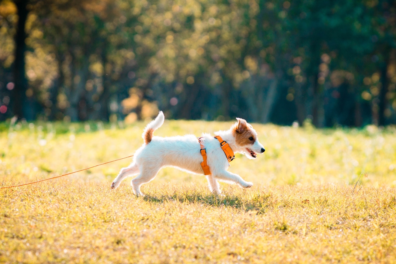 Terrier beim Herumtollen an der Schleppleine