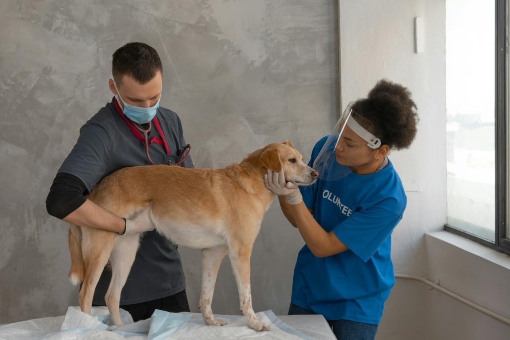 un vétérinaire retient un chien tandis que son assistant implante une puce d'identification