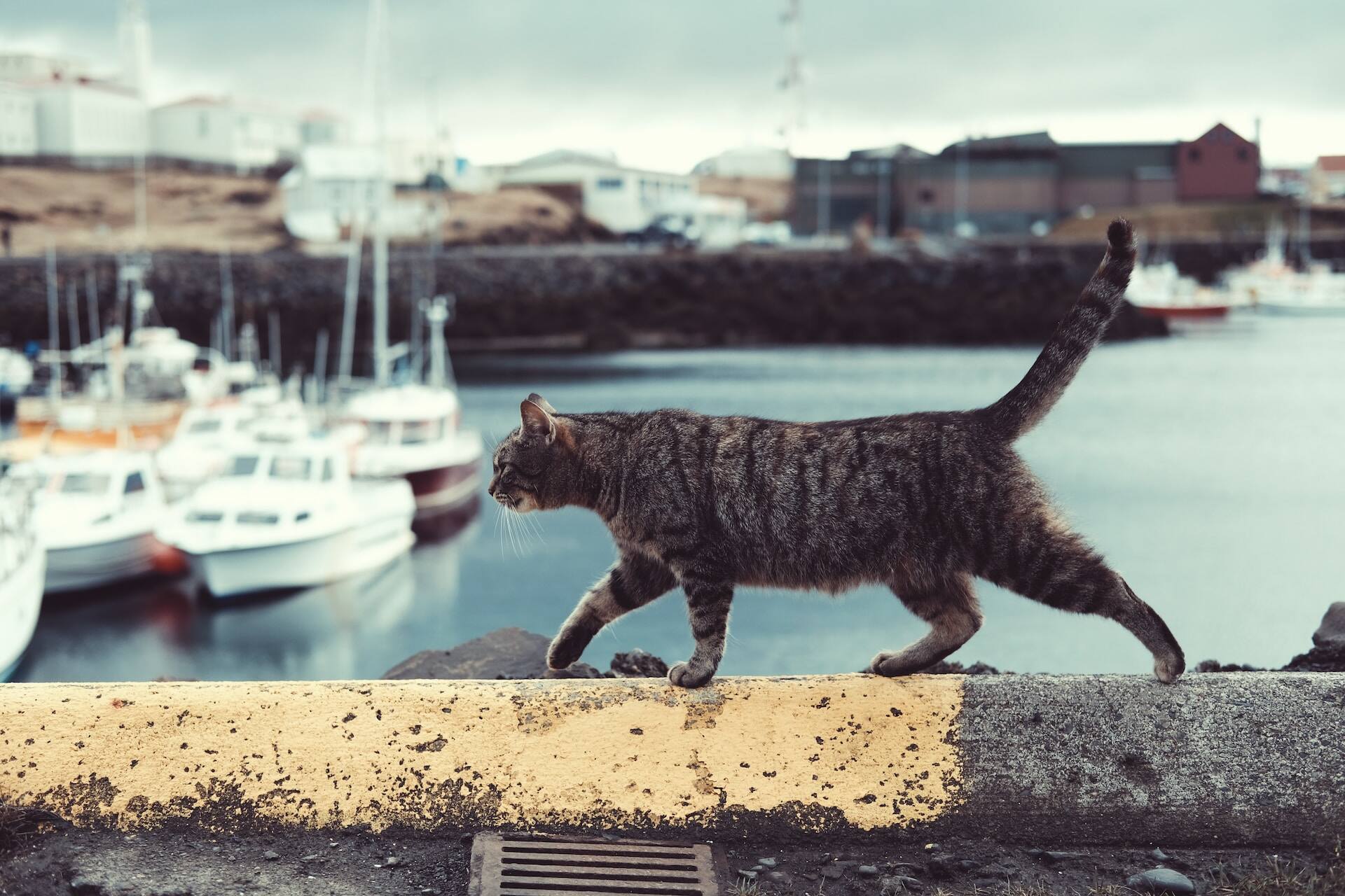 Getigerte Katze marschiert eine Mauer an einem Hafen entlang