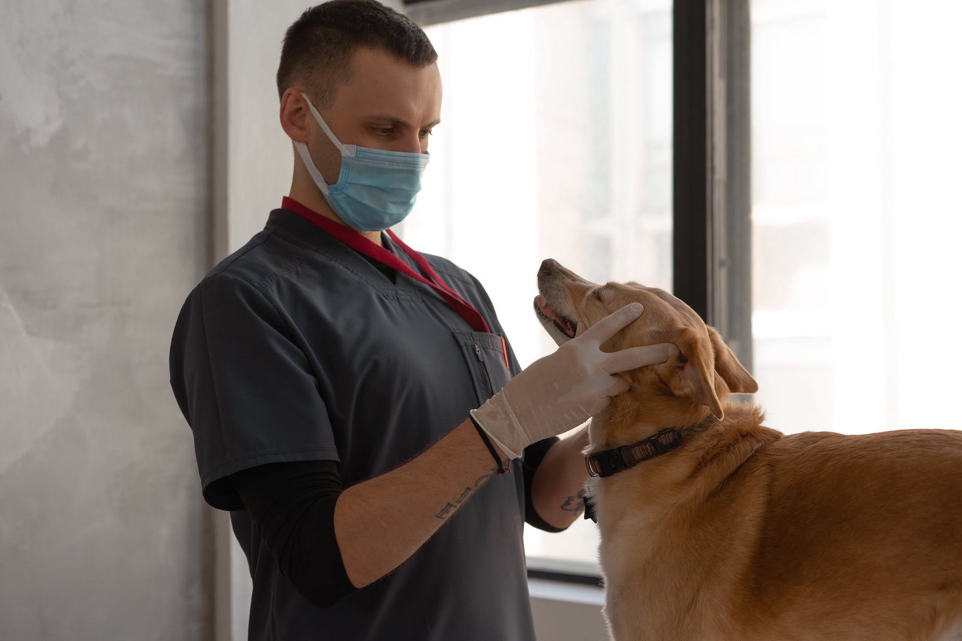 Zähne von Hund werden von Tierarzt untersucht