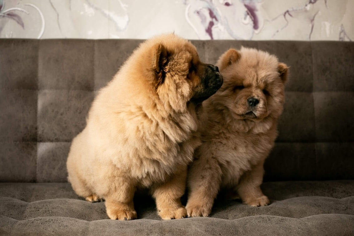 Zwei Chow Chow Welpen auf einem Sofa