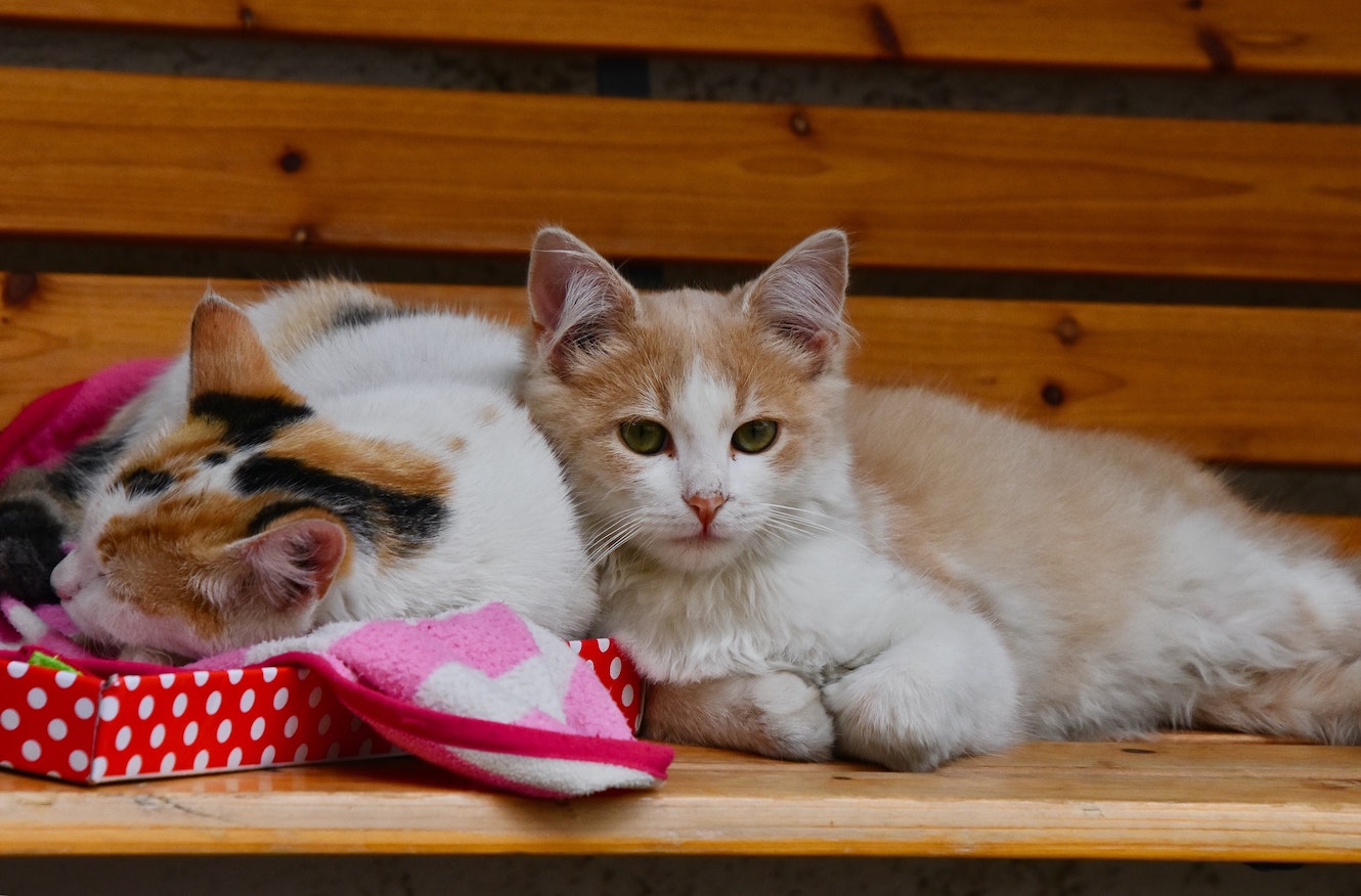 2 Katzen zusammengekuschelt