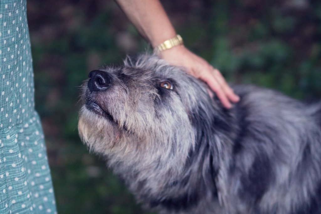 Grauer, langhaariger Hund sieht nach oben und wir von Frau gestreichelt