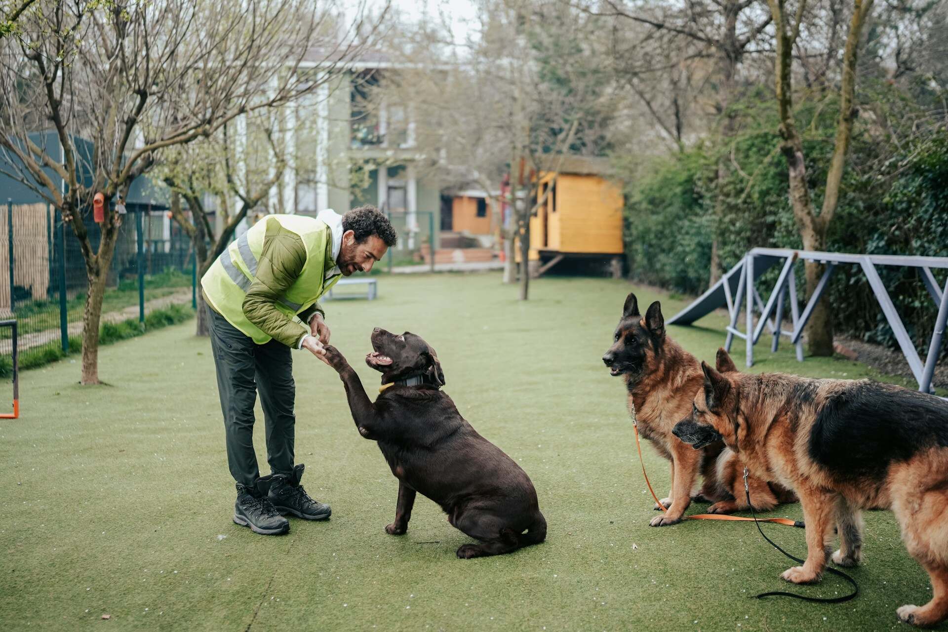 A man training a dog the Paw command in a garden