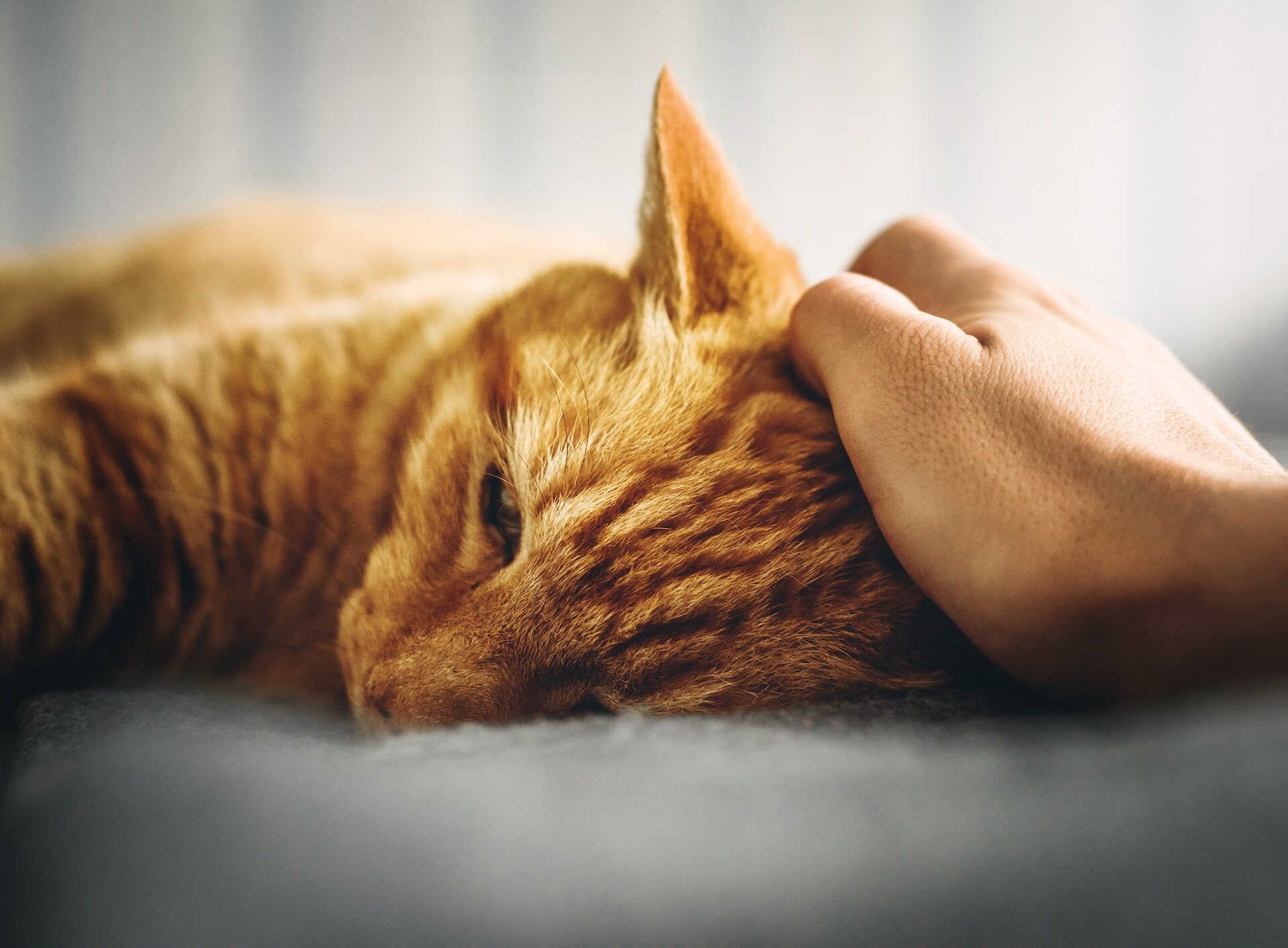 An orange cat lying in bed next to a woman