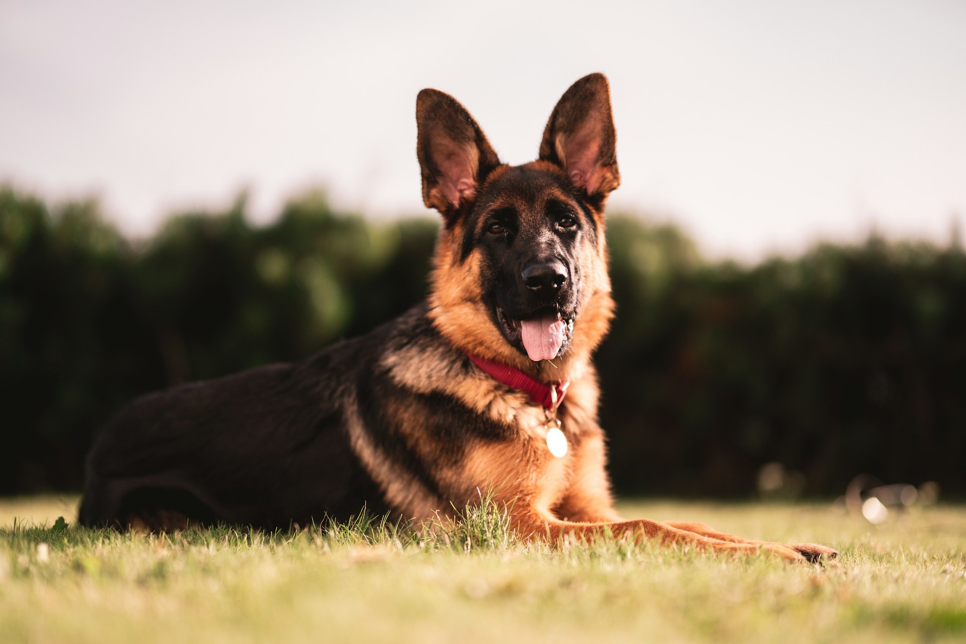 A German Shepherd sitting outdoors in a sunny field