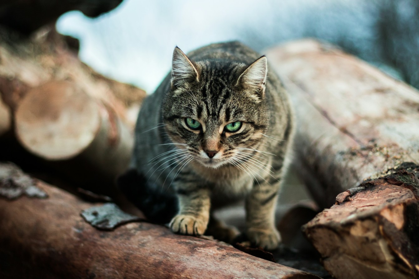 En utendørs katt som sitter på en haug med tømmerstokker