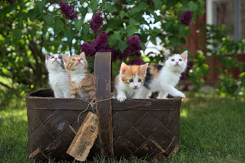 4 Katzenbabies in einem Korb in der Wiese