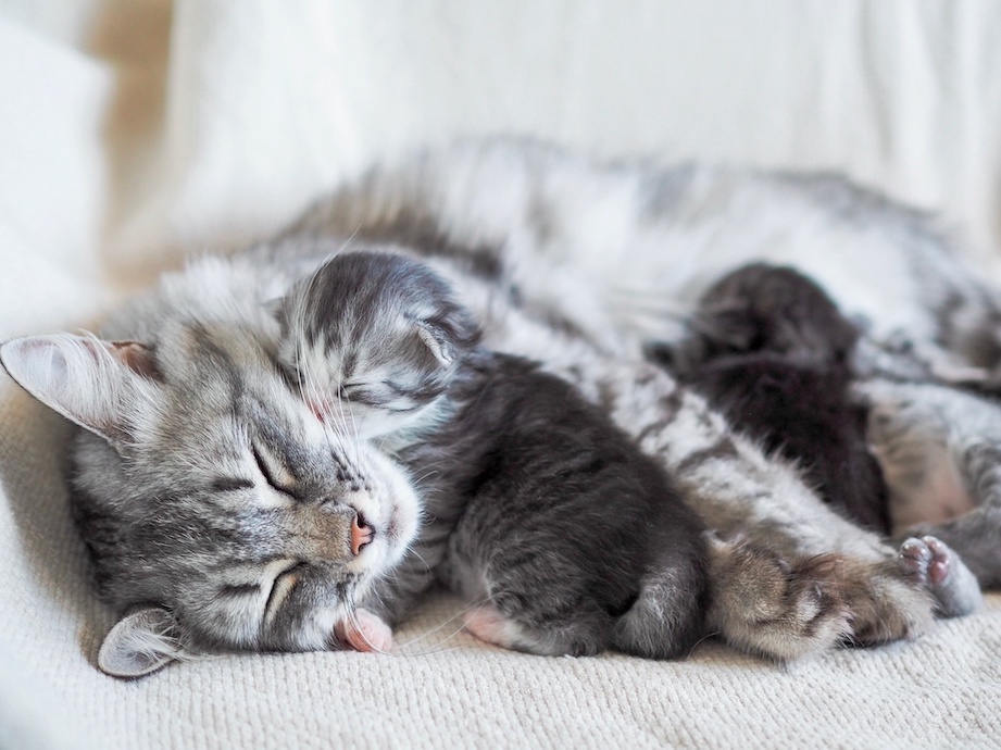 Grau getigerte Mutterkatze mit Jungen