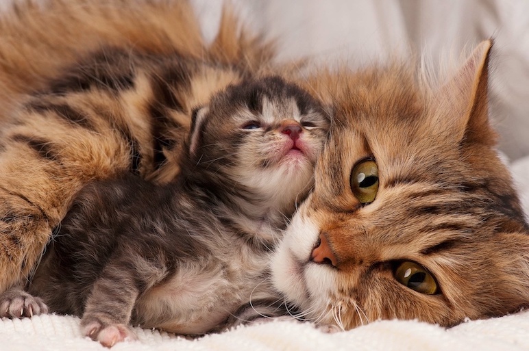 Katzenmutter mit Babykatze an sie gekuschelt