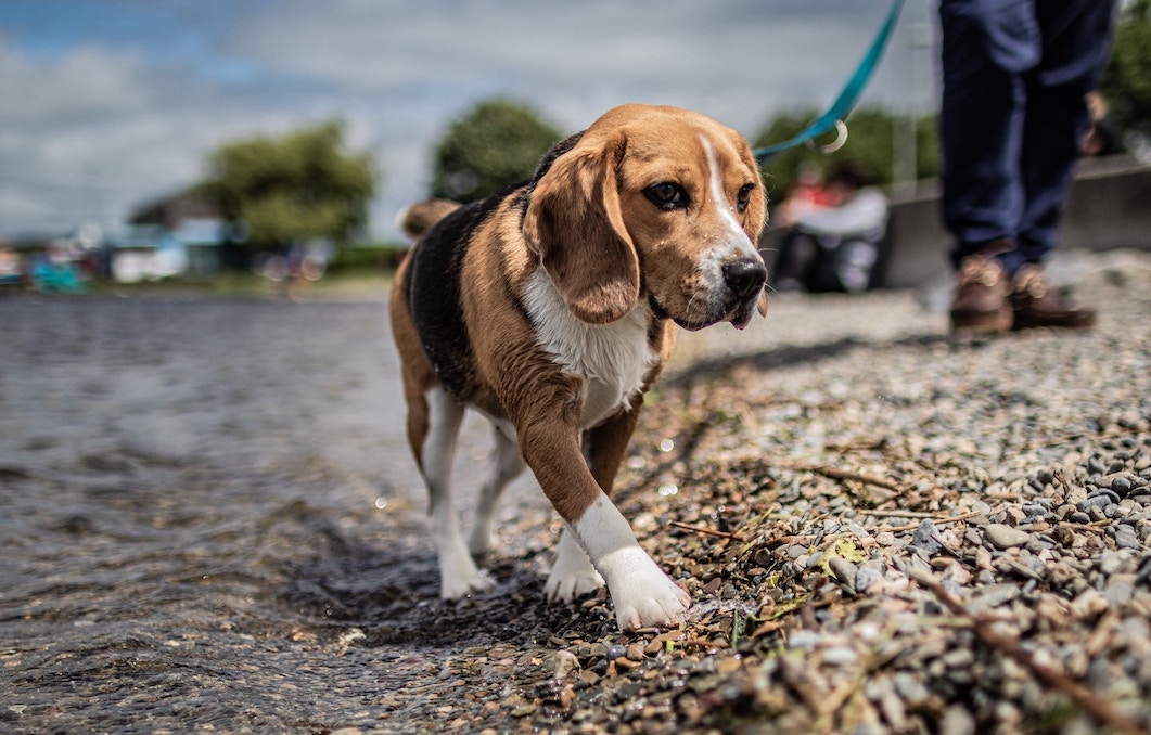 Beagle geht an der Leine