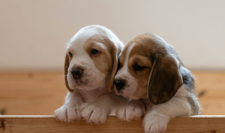 Two puppies with littermate syndrome sitting in a crate