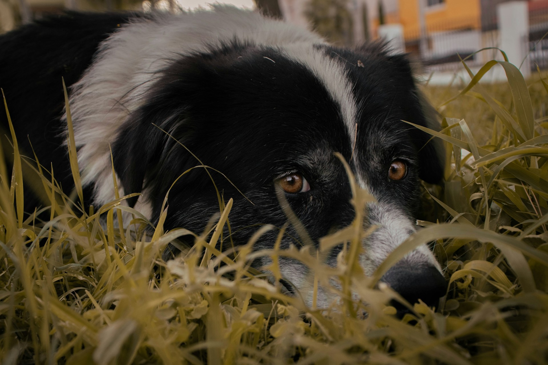 A sick Border Collie hiding in the grass