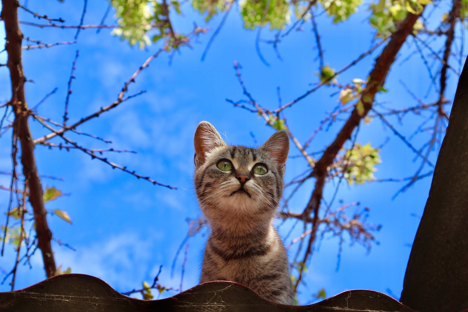 Junge getigerte Katze sitzt auf einem Dach und sieht in die Ferne