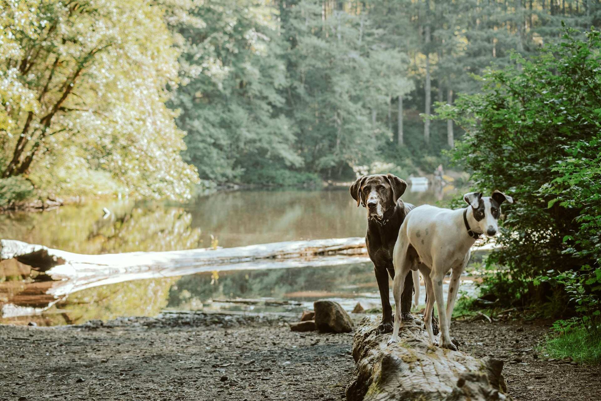 Two dogs standing on a log by a forest lake