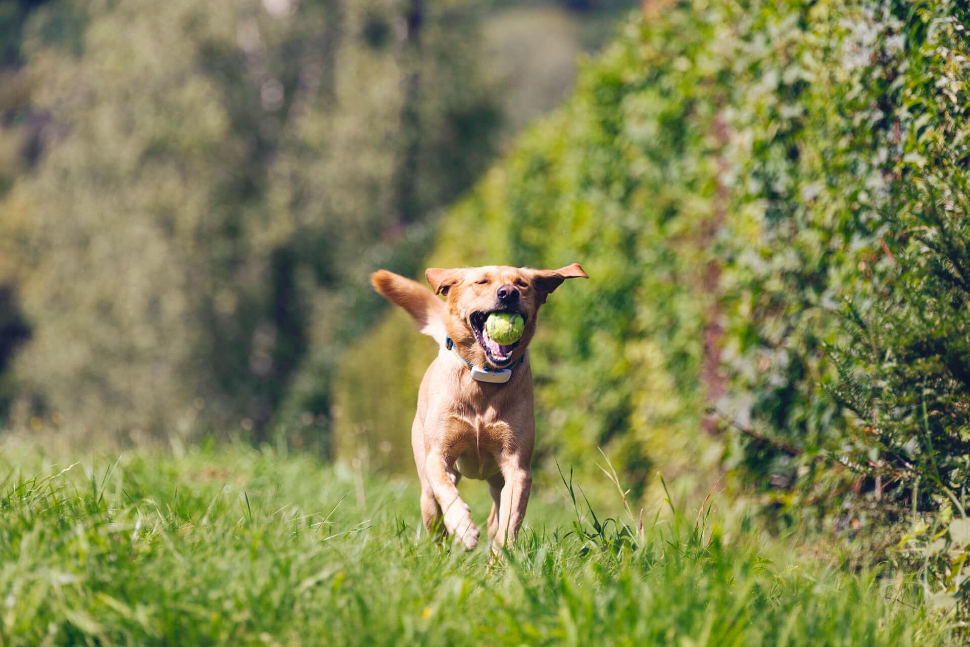 chien beige courant le long d'une haie dans un jardin avec une balle de tennis dans la gueule et un GPS Tractive au collier