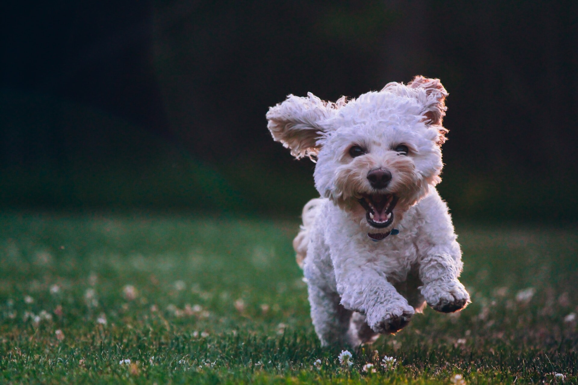 petit chien blanc courant dehors sur le gazon