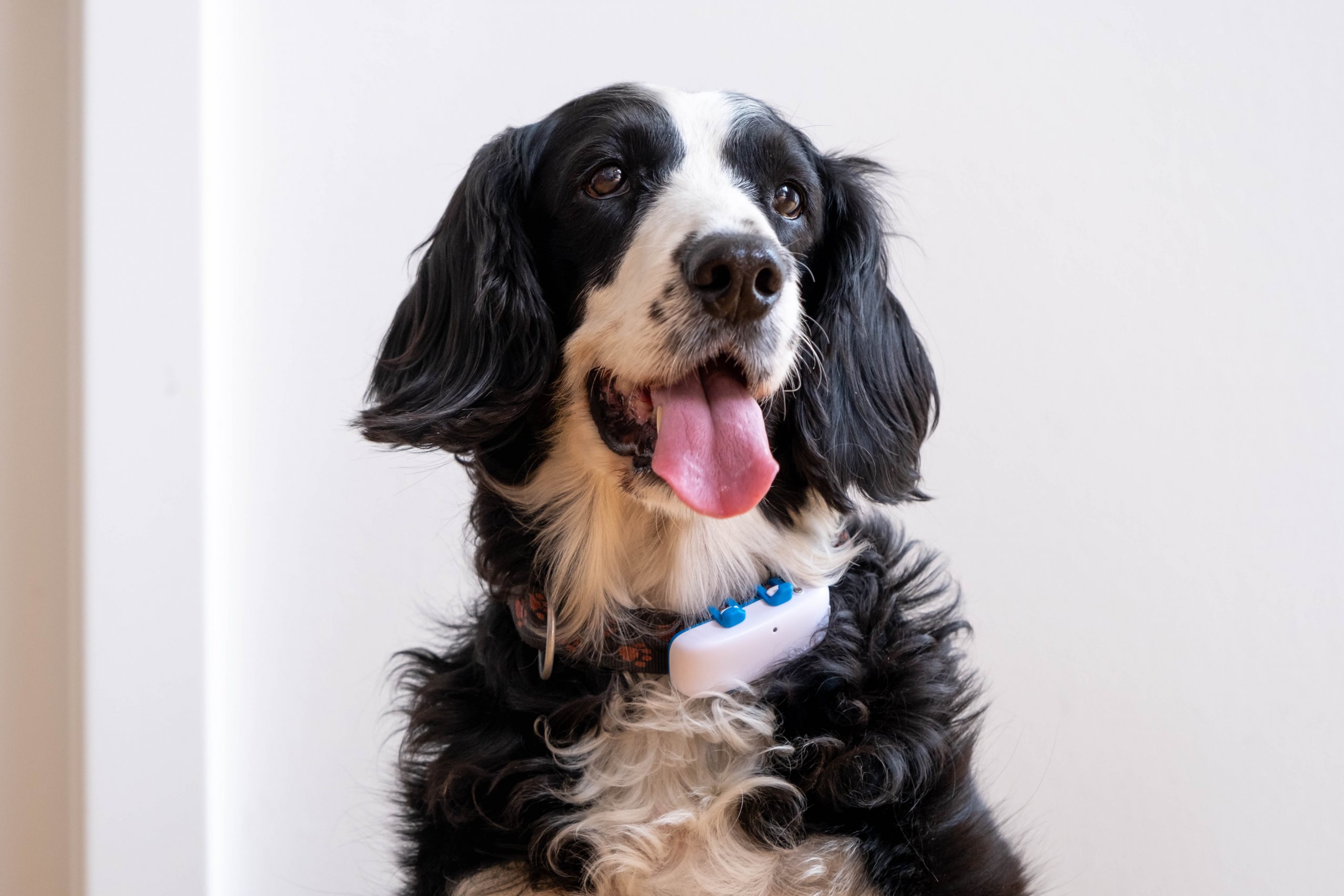 Chien noir et blanc regardant le photographe avec un traceur Bluetooth et GPS Tractive au collier