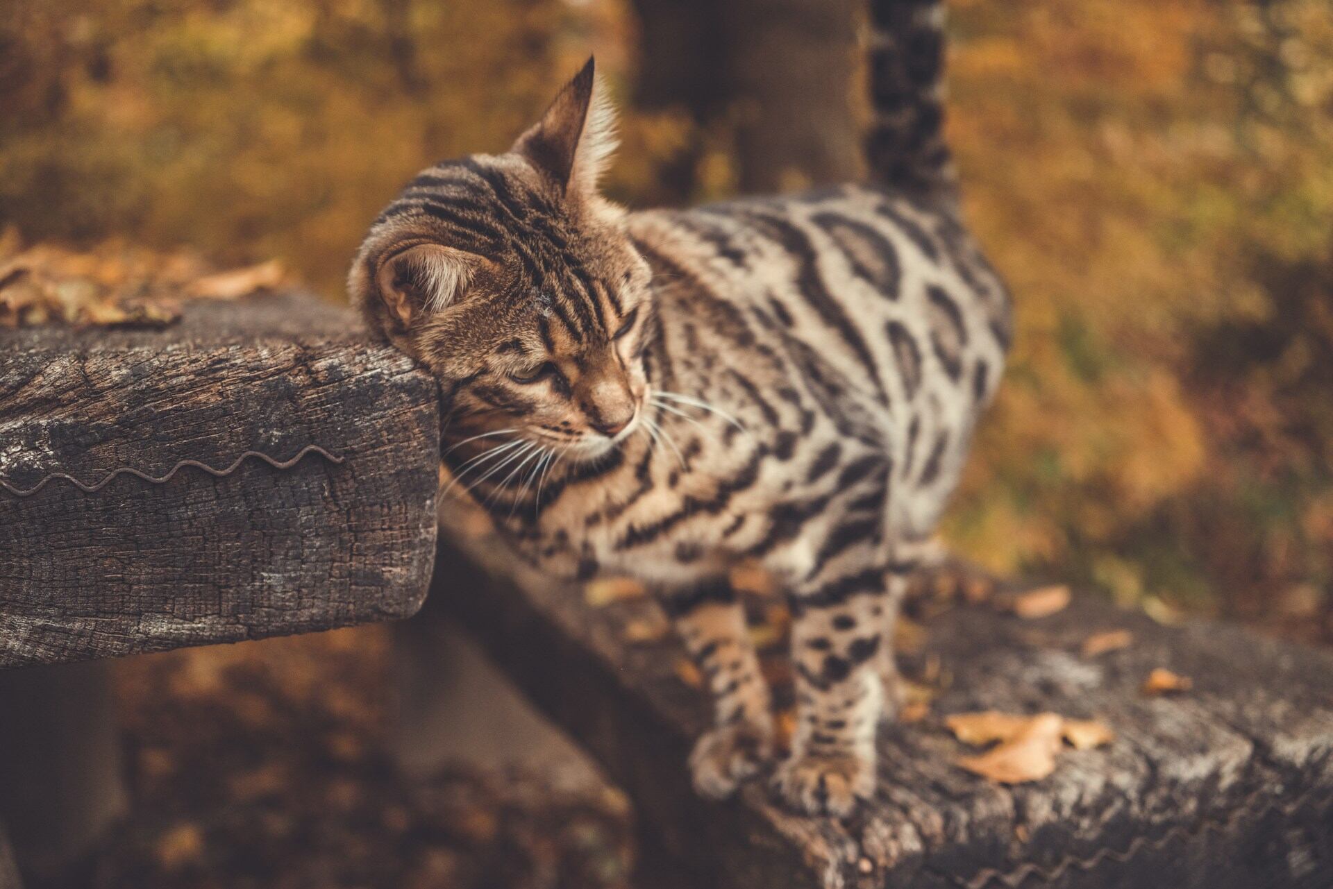 A Bengal cat rubbing against a log table outdoors