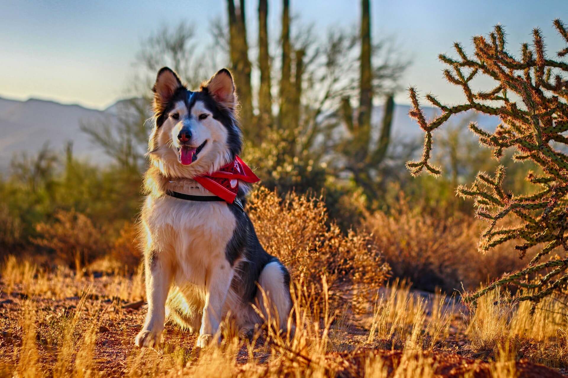 An Alaskan Malamute sitting outdoors in a sunny field