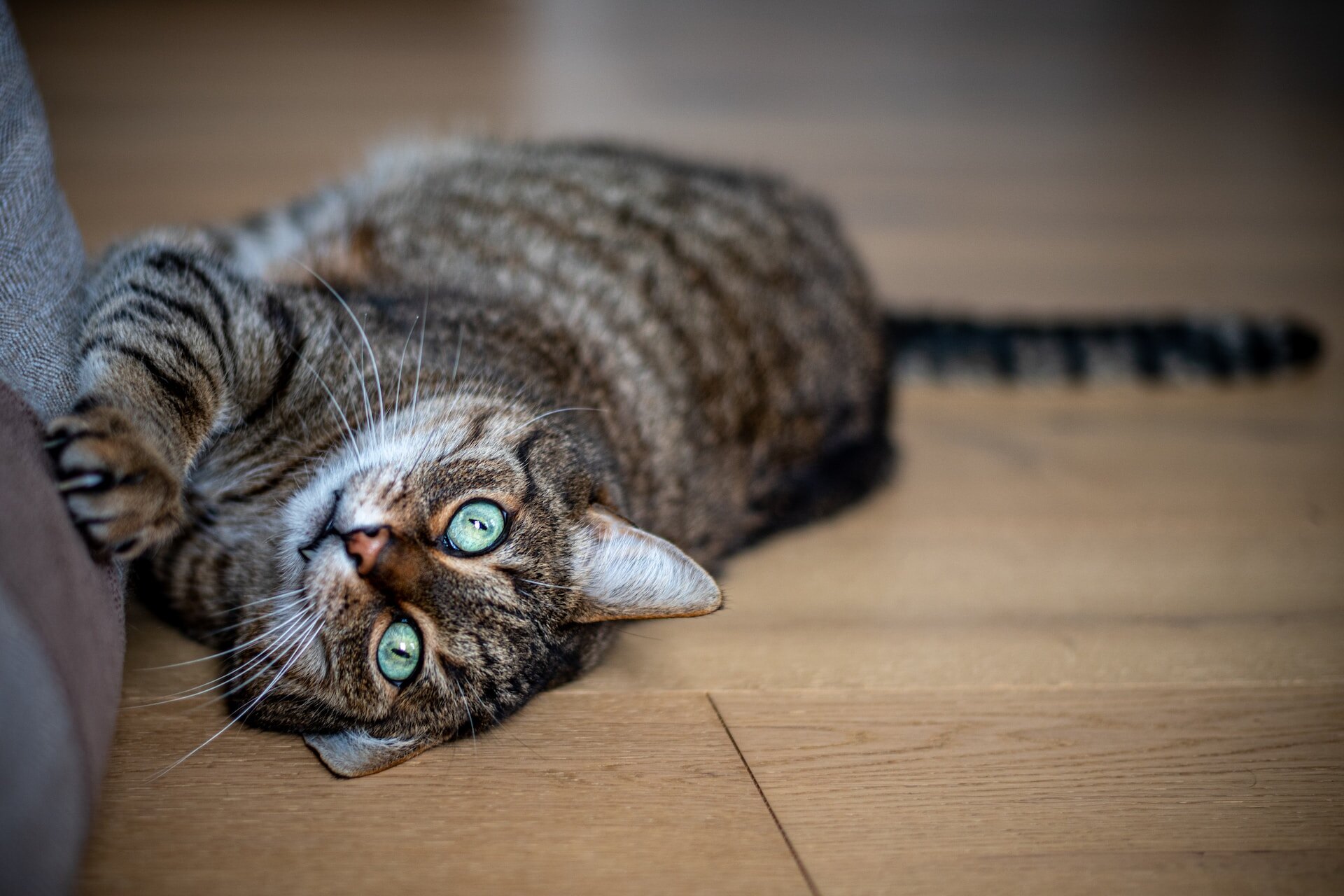 A cat scratching a pillow while lying on the floor