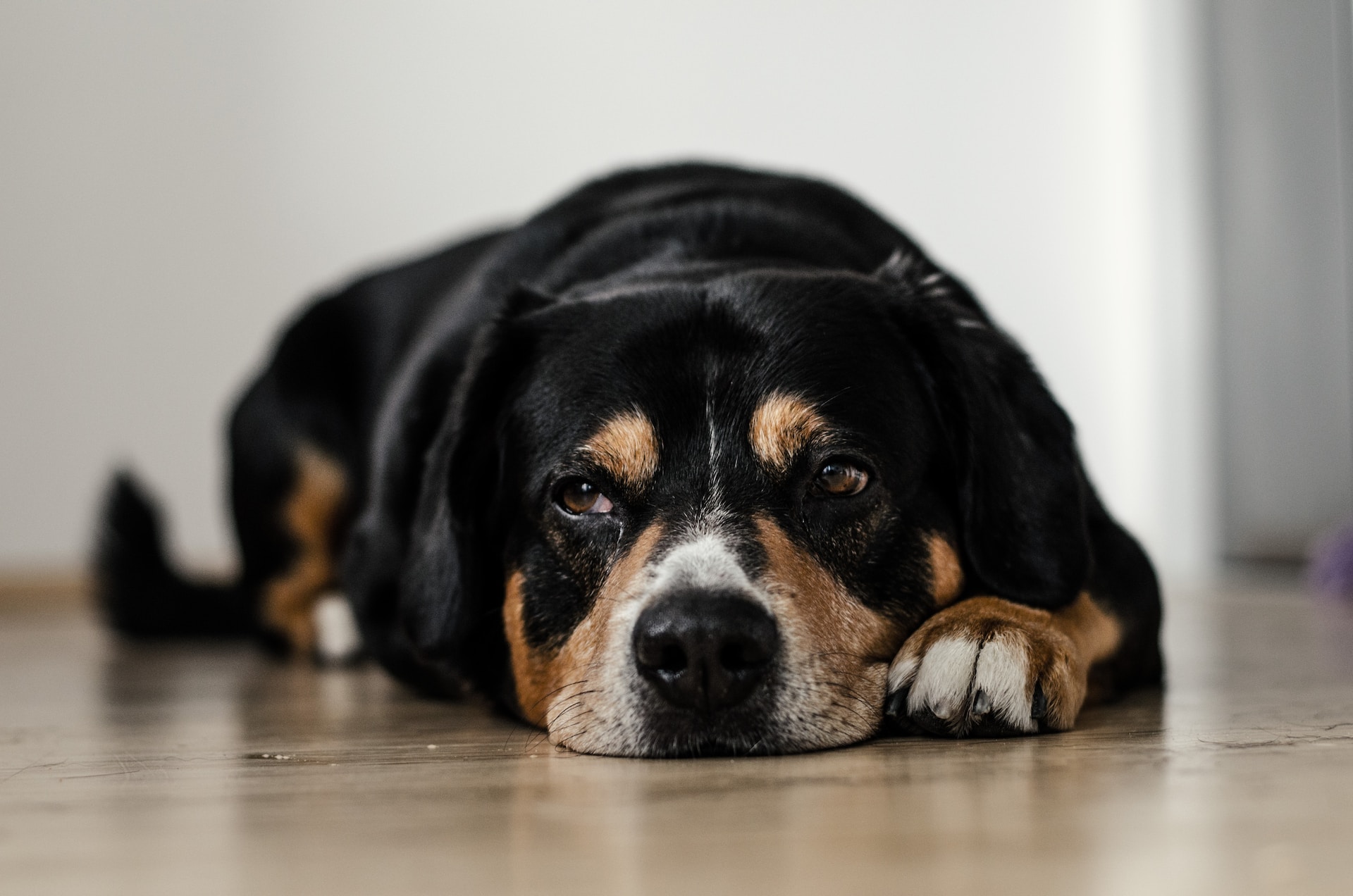 A bored dog sitting on the floor indoors