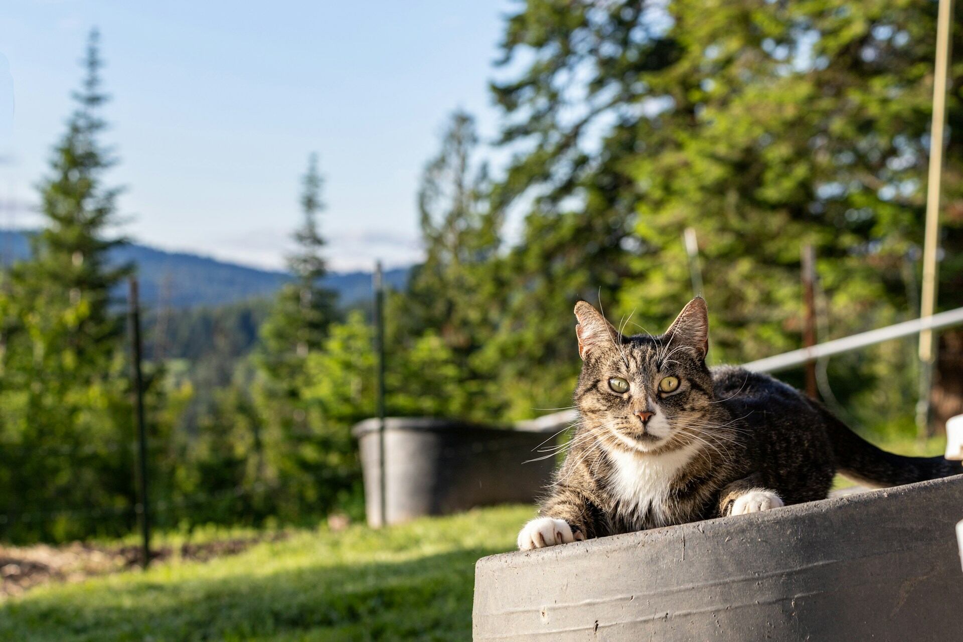 En utekatt som sitter oppå et dekk i en fjellskog