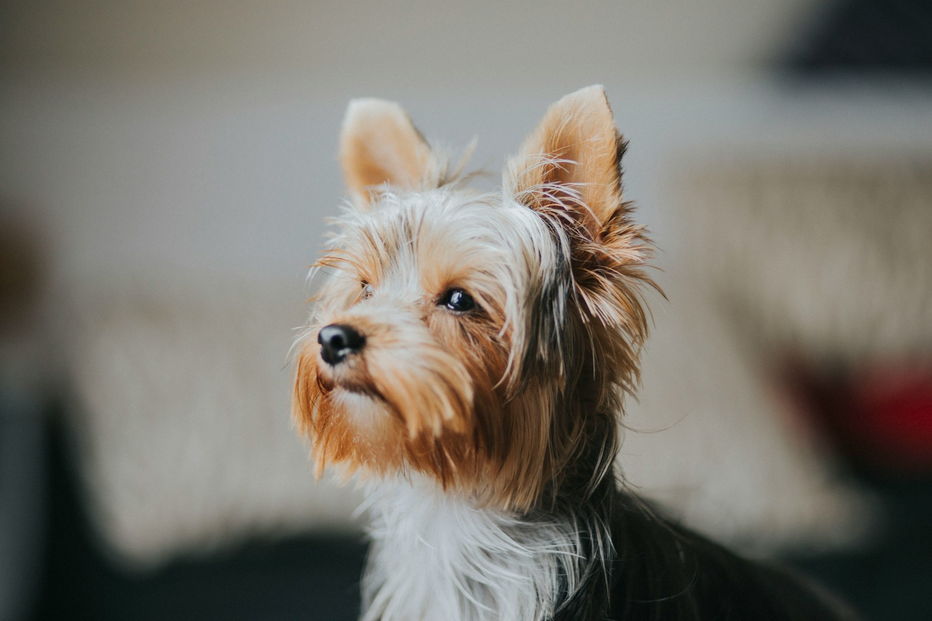 A brown and white Yorkshire terrier sitting indoors