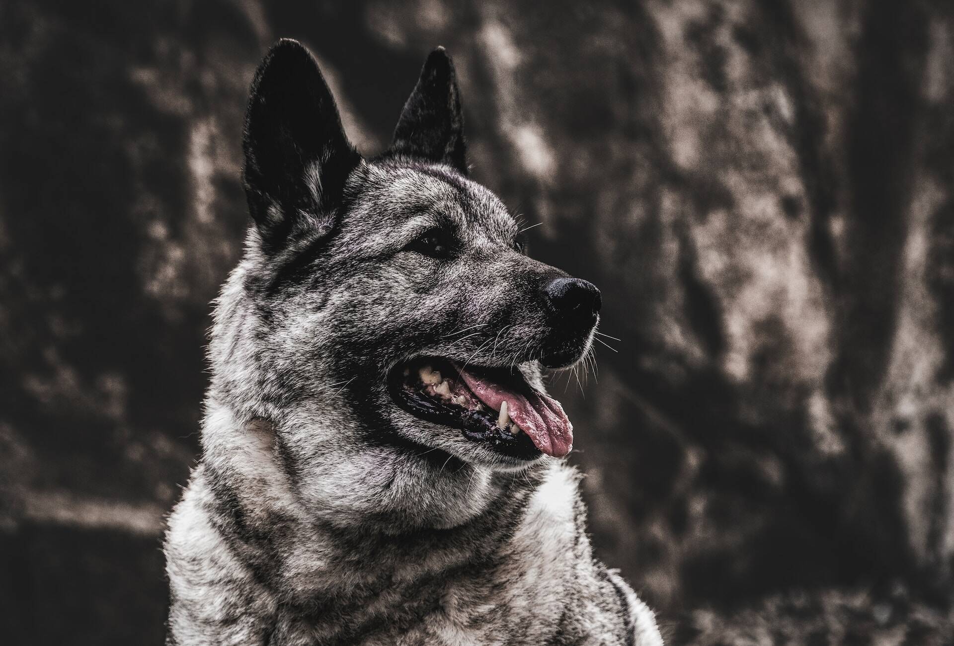 A Norwegian Elkhound sitting outdoors