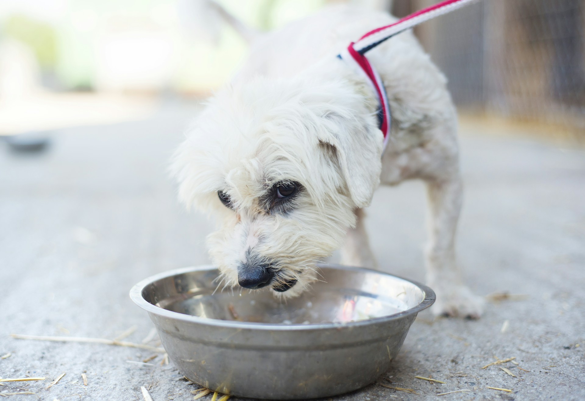 A white dog wearing a leash and sniffing a steel food bowl