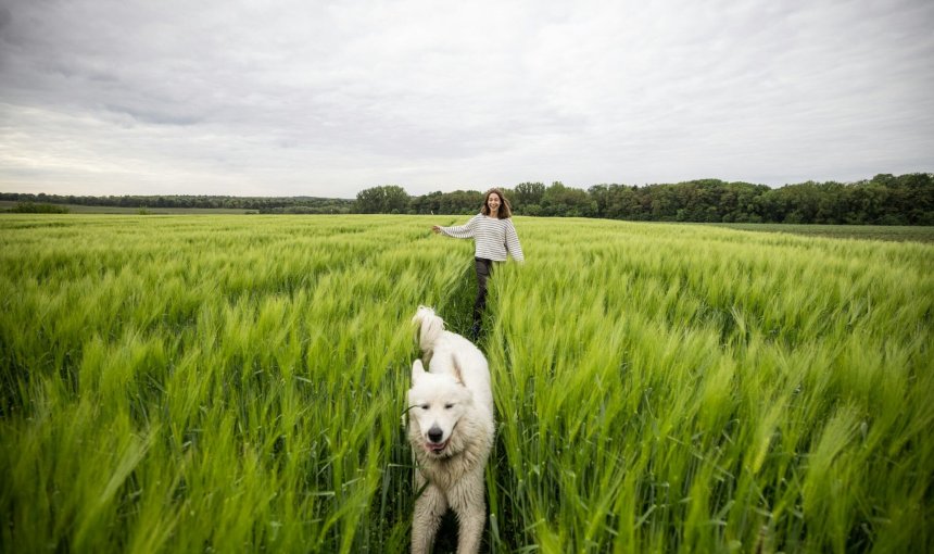 A woman chasing after a white dog in a grassy field