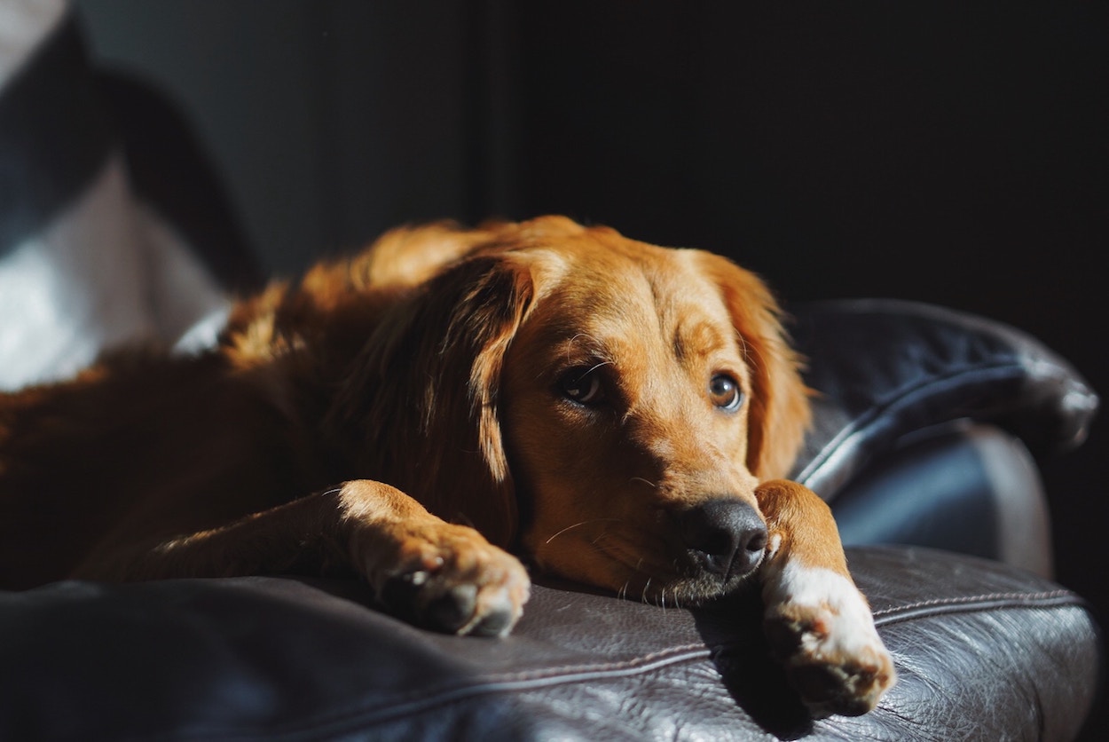 Golden Retriever-Mischling liegt ängstlich auf einer Ledercouch