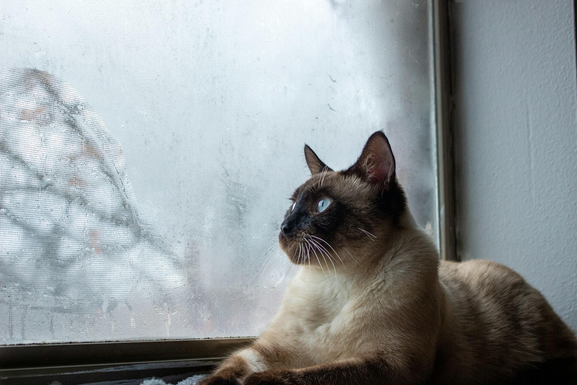 Siamkatze liegt auf Fensterbrett und sieht hinaus in den Regen