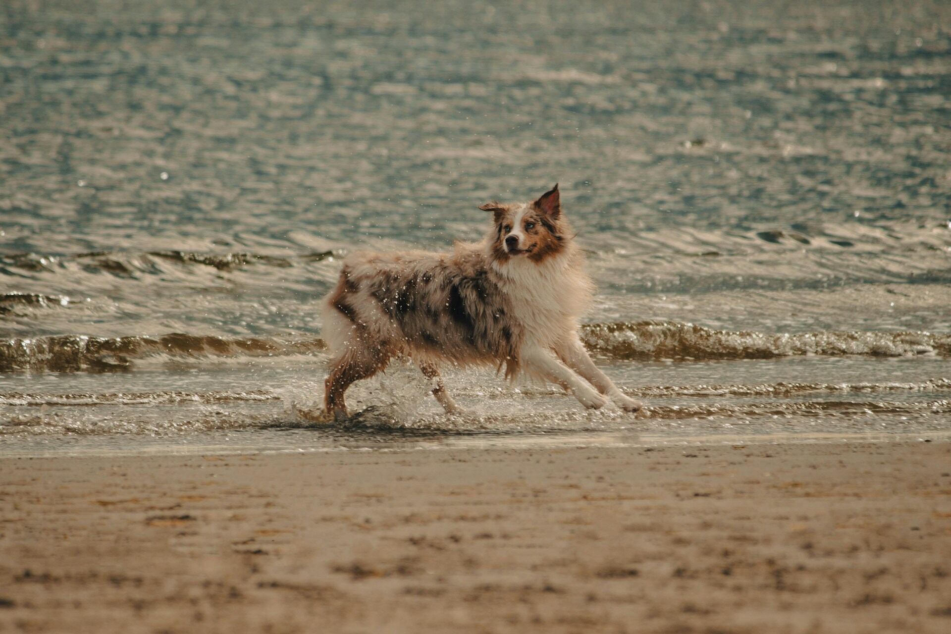 An Australian Shepherd playing by the sea on a beach