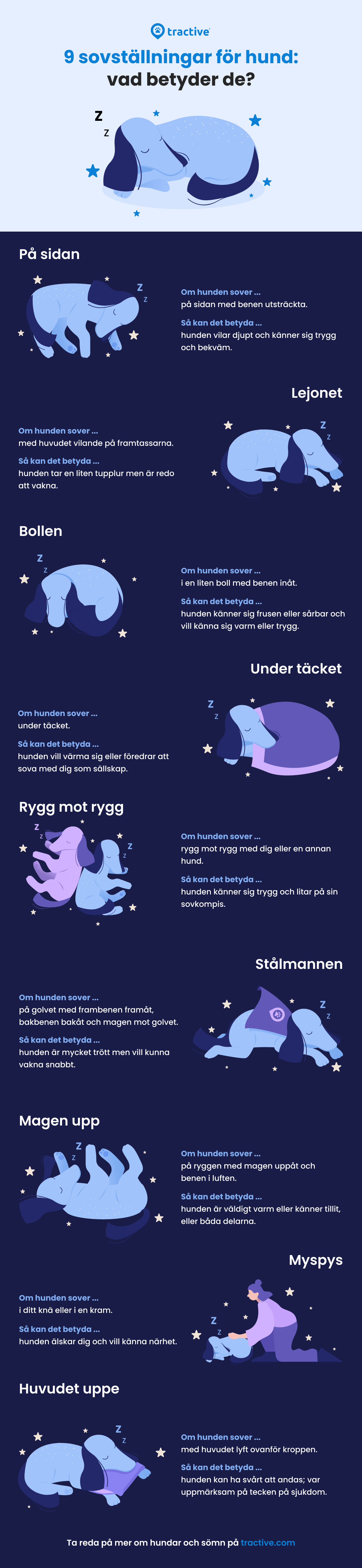 Infografik: Hundens sovpositioner