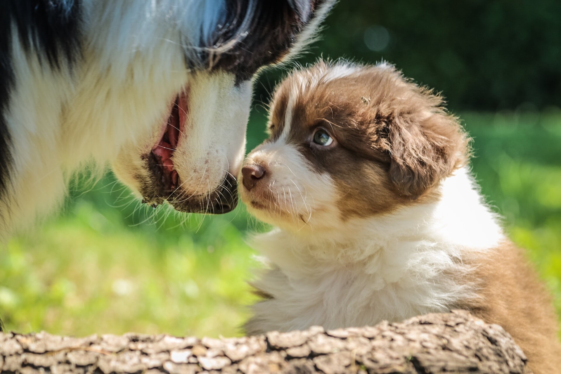 A puppy sitting in front of a bigger dog outdoors