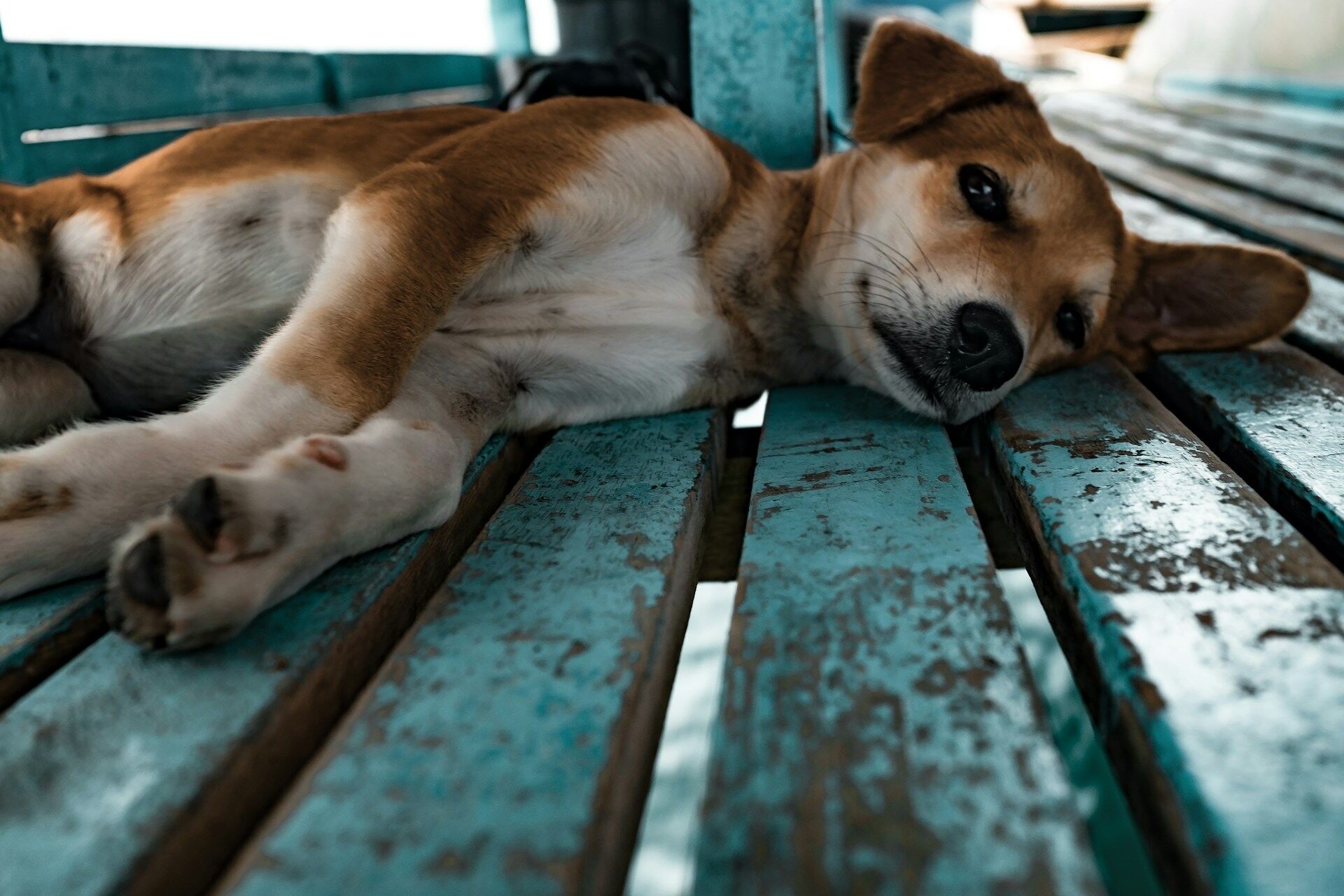 A sick dog lying on blue floorboards