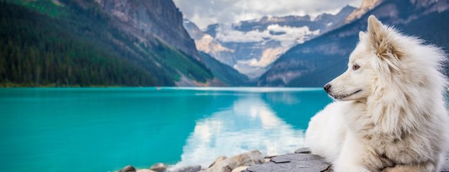 A white dog sitting by a mountain lake