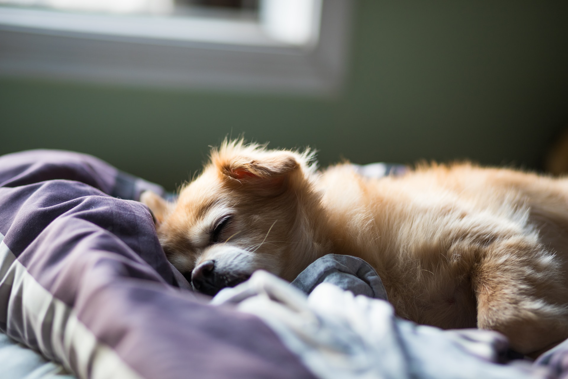 A puppy sleeping on a bed