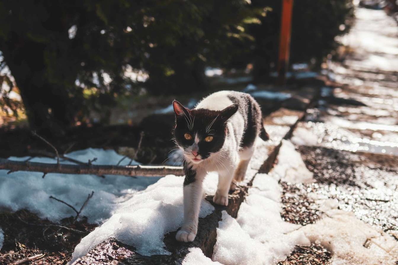 En utendørs katt som vandrer på sitt territorium i snøen