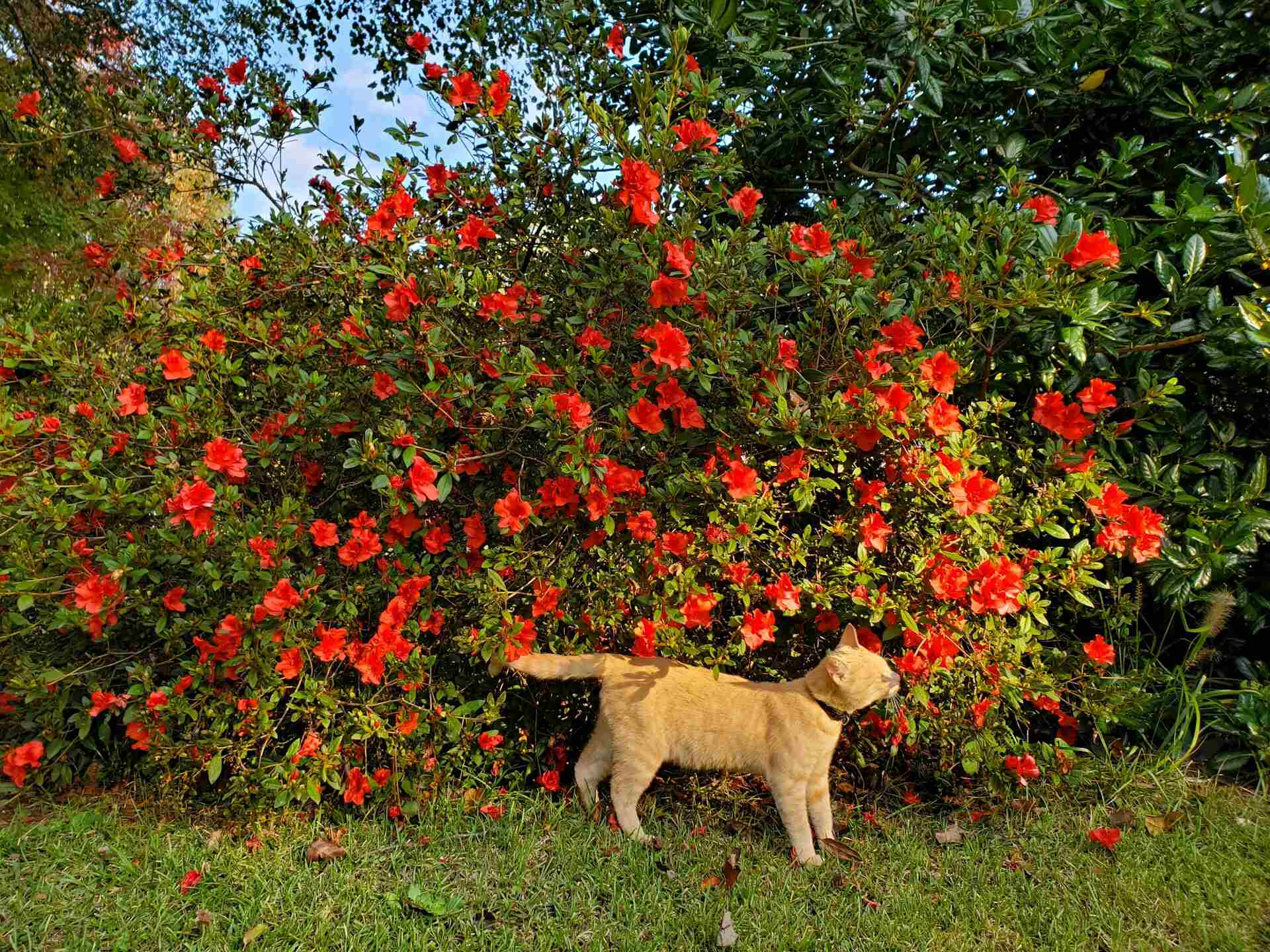 En oransje katt med halsbånd som snuser på en busk full av røde blomster