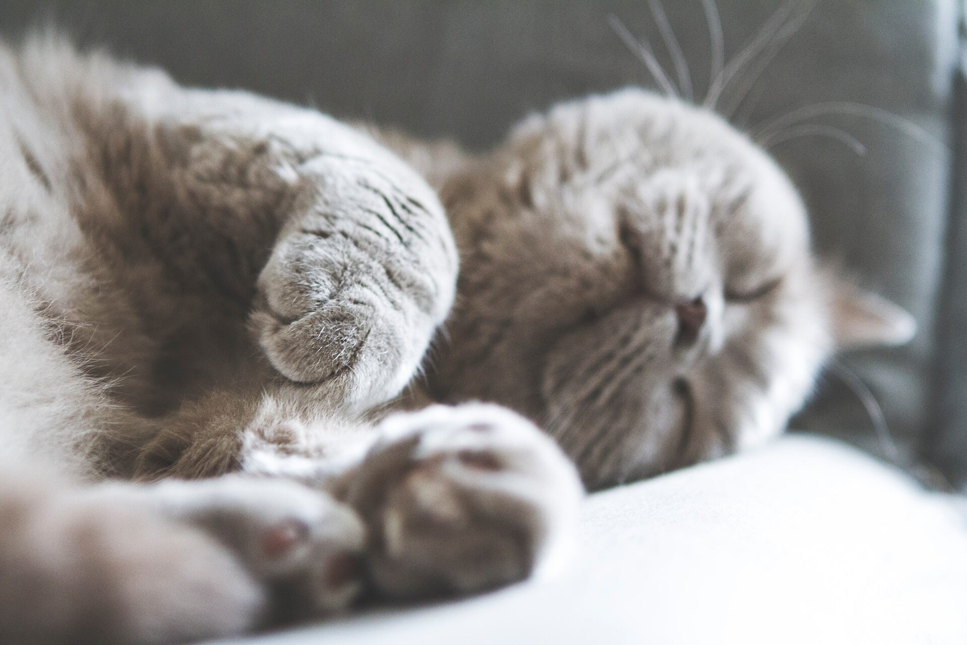 A grey cat sleeping in bed