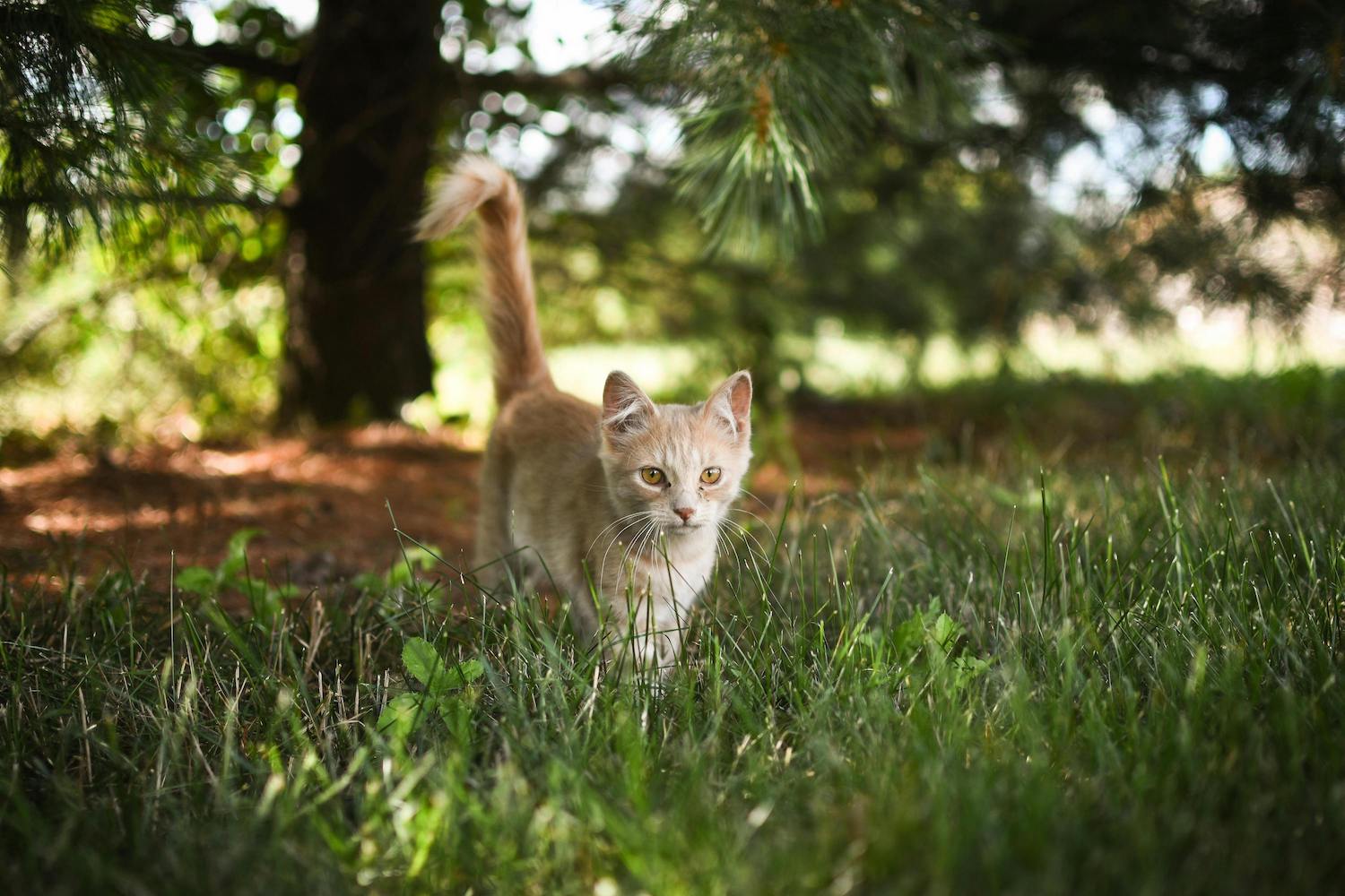 Junge rötliche Katze streift durch die Wiese