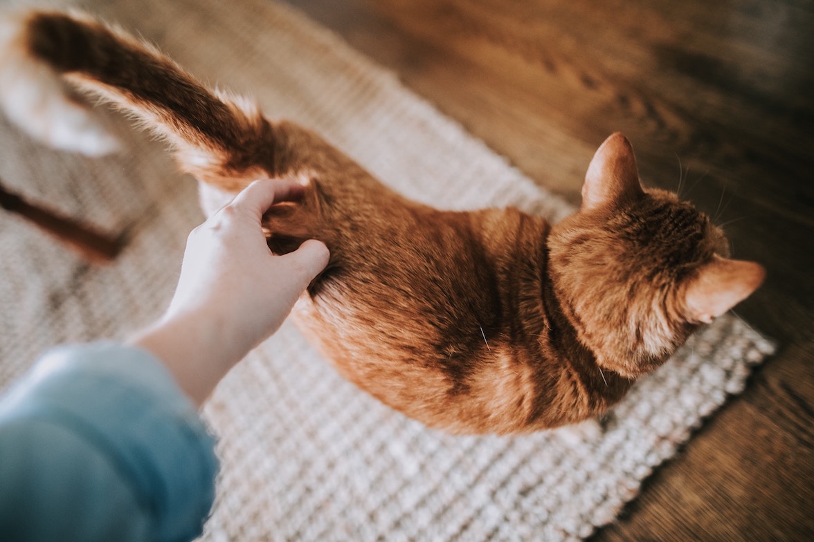 Frau beugt sich nach unten und streichelt Katze am Rücken