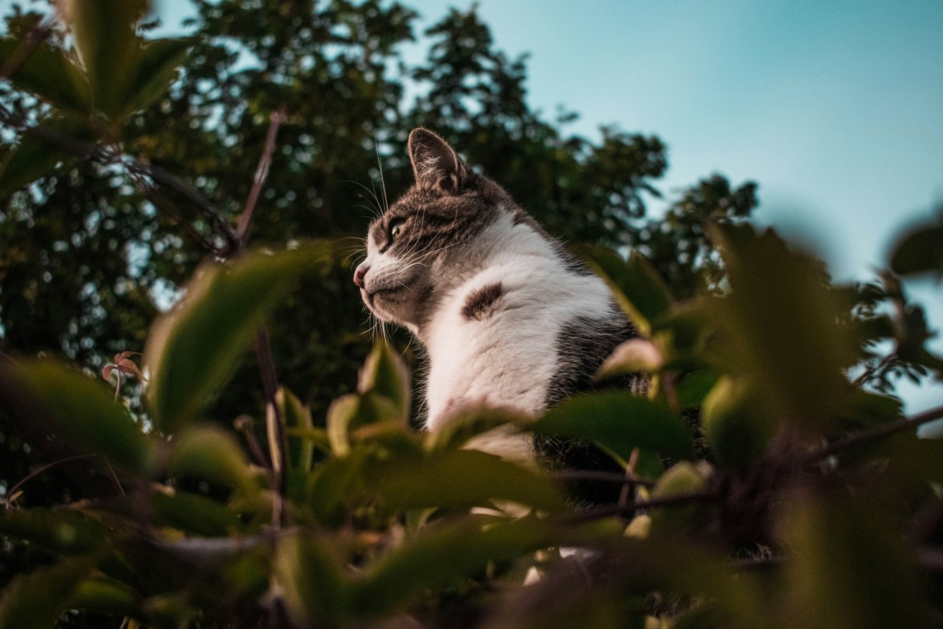 En utendørs katt på en gressplen